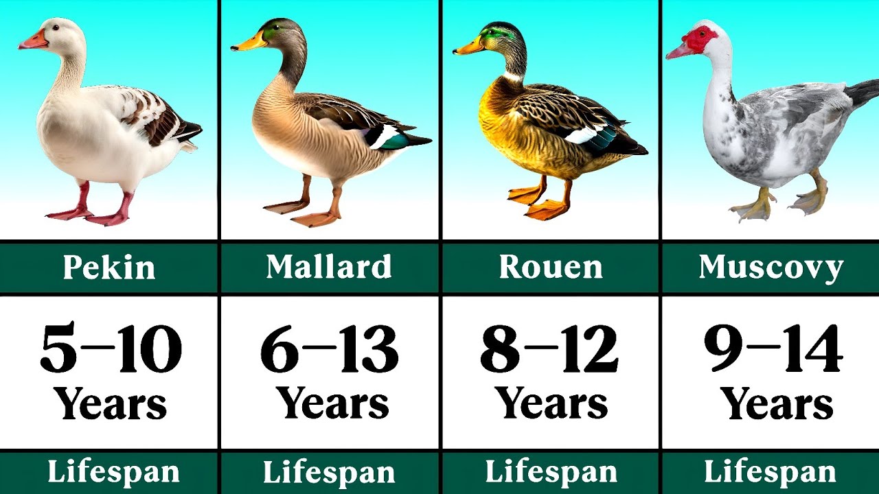 Lifespan of Different Duck Breeds