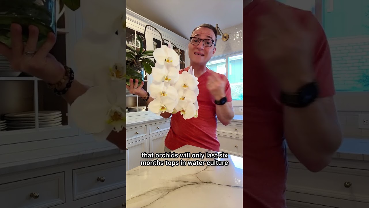 Have you tried water culture for orchids and failed?