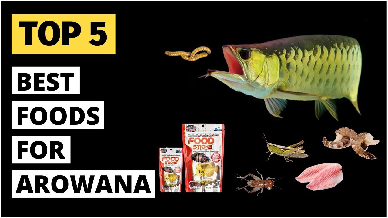 Best Foods for Arowana | Top 5 foods for Arowana | Colour enhancing food for Arowana