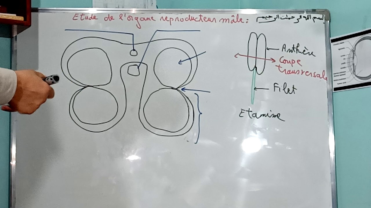 Étude de l'étamine organe reproducteur mâle.