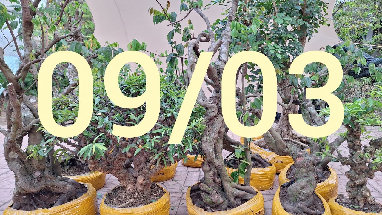 Khế Gân, Nu đột biến, Nguyệt Quế gl sđt Zalo 0352.00.5254 ngày 9/3/2026