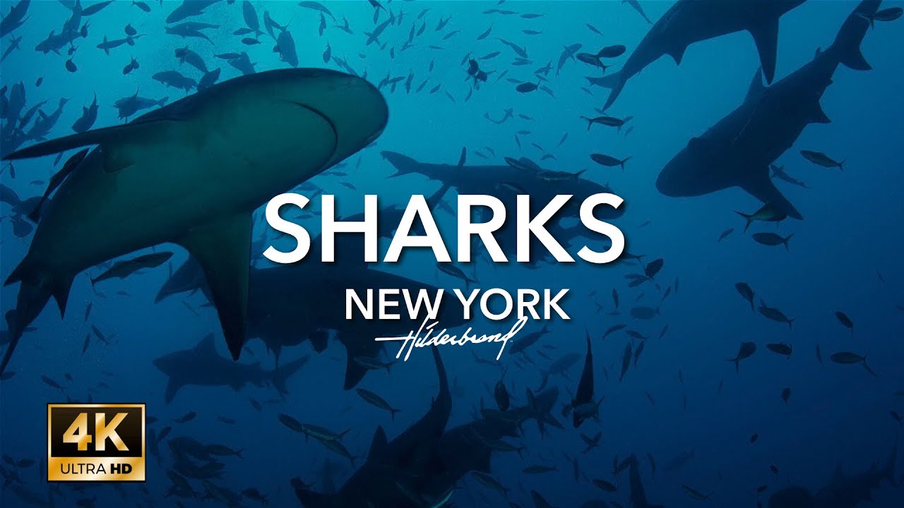 4K New York Shark Aquarium Tour #travel #newyork #aquarium