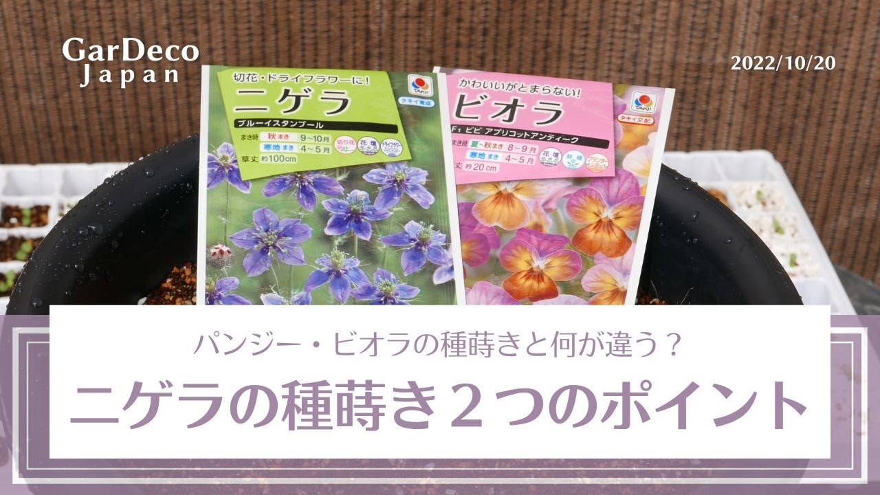 パンジー・ビオラと何が違う？ニゲラの種蒔き２つのポイント