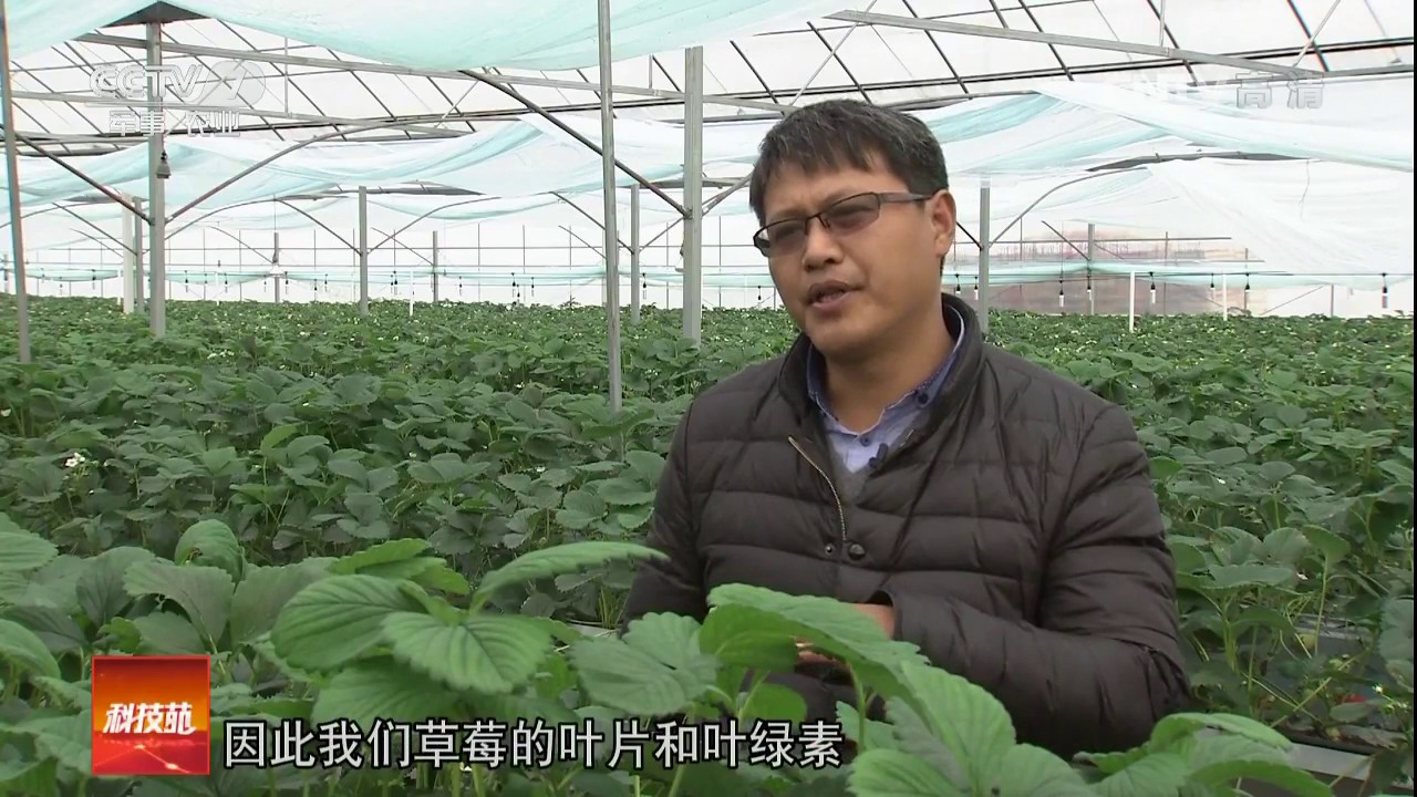 20170214 科技苑  数数种草莓