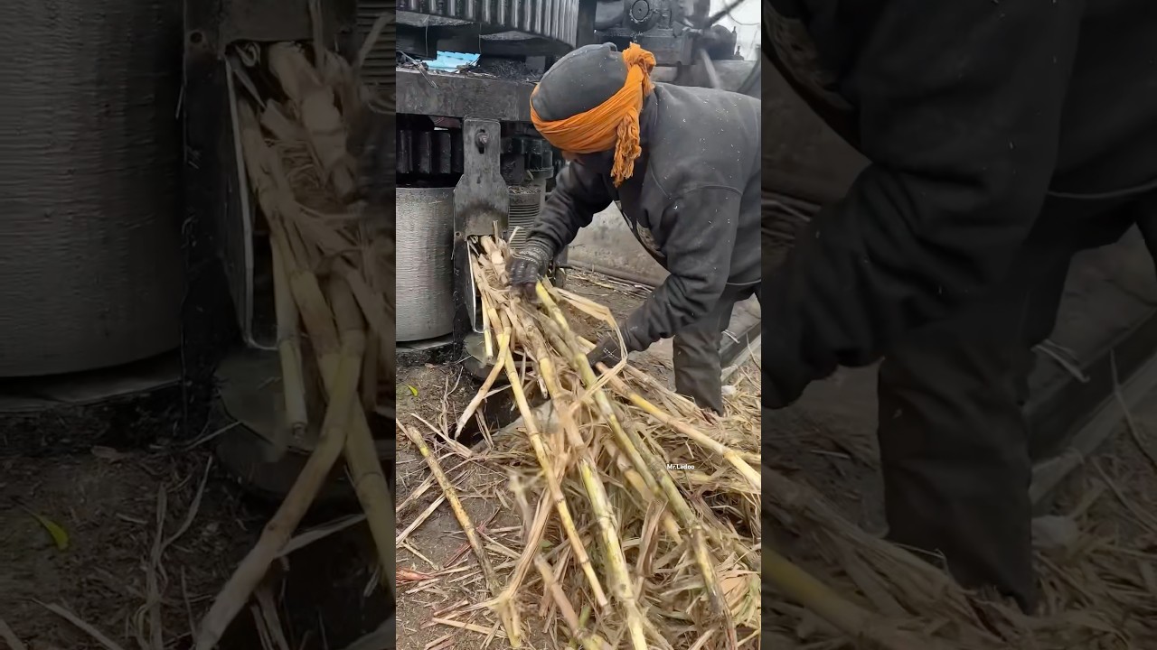 This is how 100% Pure Organic Jaggery is Made in India #farming #shorts