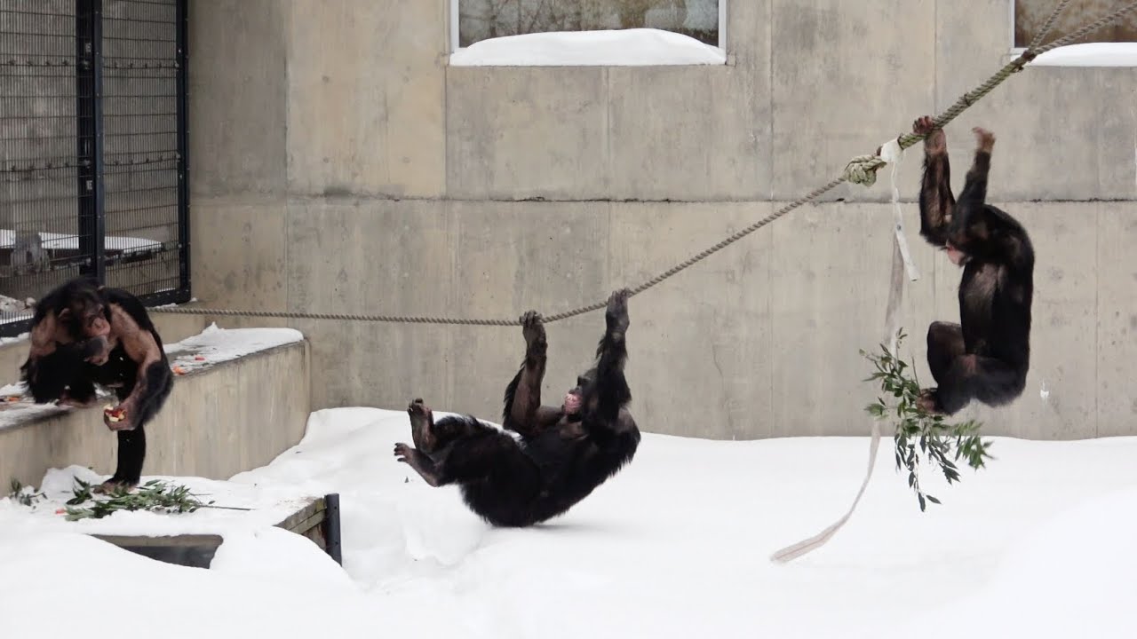 KYARO Team at Asahiyama Zoo in sub-zero temperatures 氷点下のキャロチーム チンパンジー 旭山動物園