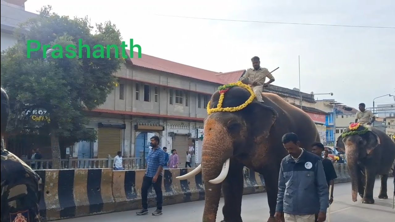 Mysore Dasara Elephants 2026| Procession rehearsal | Ekalavya Prashanth Dhananjaya Mahendra elephant