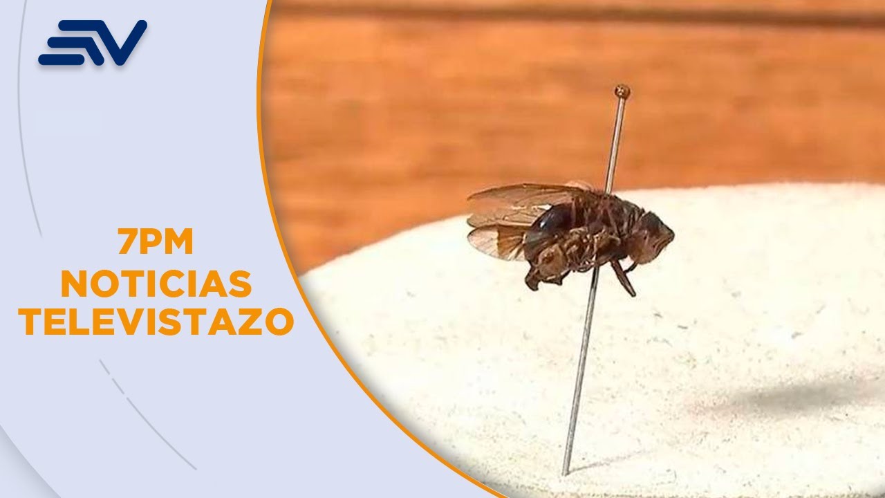 Dermatobia hominis: la mosca que usa a otras para depositar huevos en humanos y ganado | Televistazo