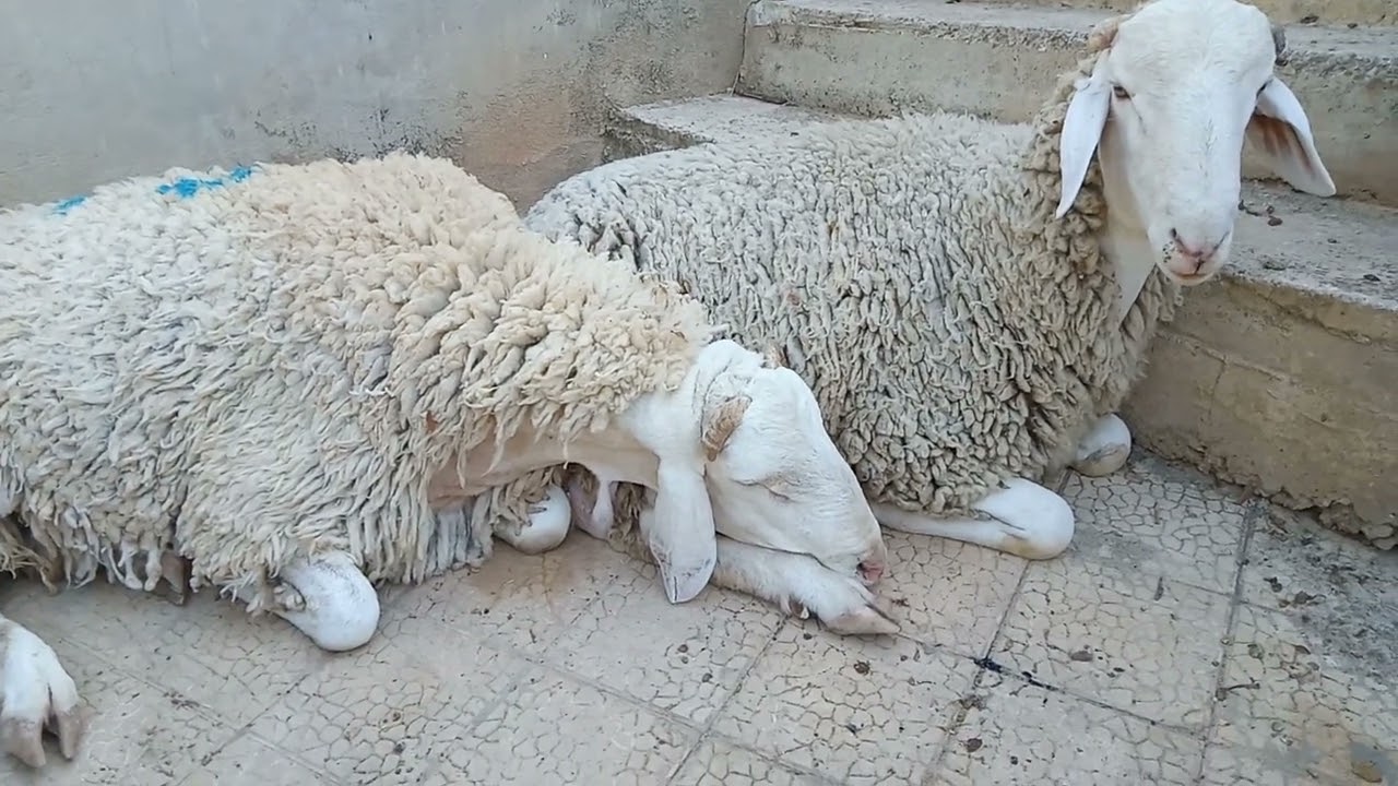 احضار كباش العيد الى المنزل و بداية اجواء العيد / اللهم تقبل  منا ومنكم