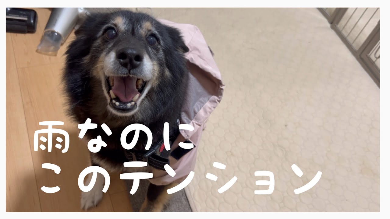 雨だけど、こんな顔する犬いる？