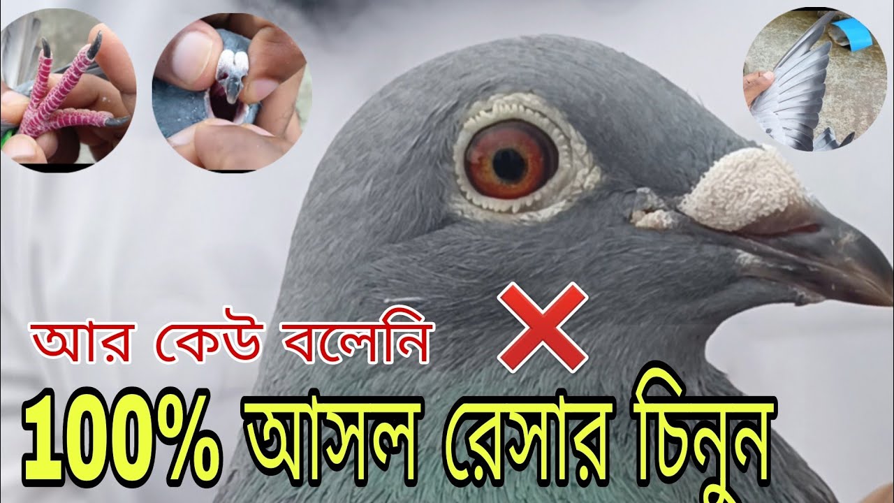 রেসার কবুতর চেনার উপায় | রেসার কবুতর | racing pigeon |