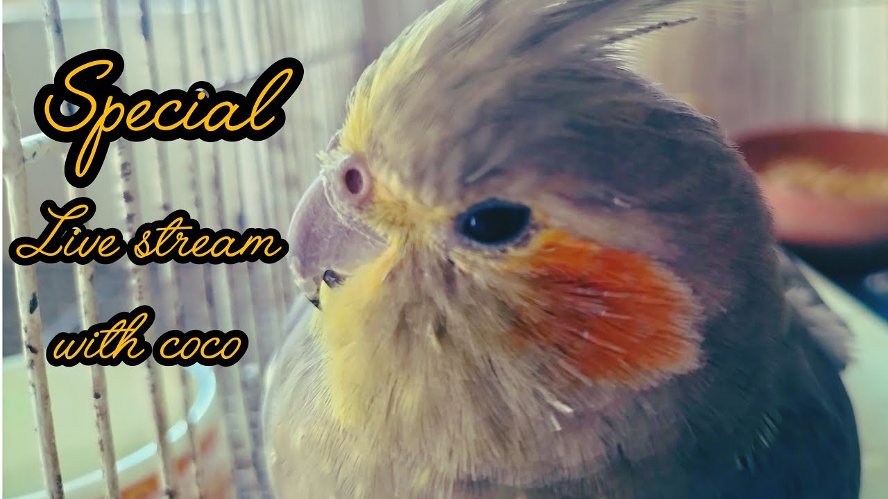 Let's talk about coco parrot recovery journey