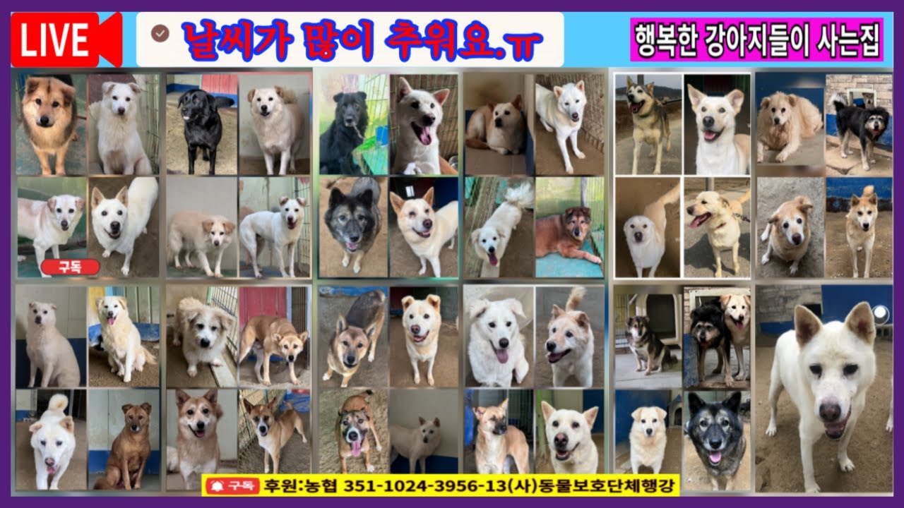2026.01.20.오늘 최강 한파래요 #강추위 #입양홍보방송 #행강유기견보호소 #행강유기동물입양센터
