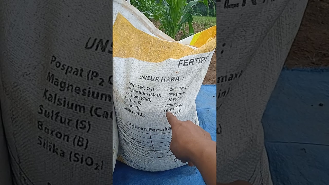 Pemupukan jagung pertama usia 14 hst Fertiphos dan urea