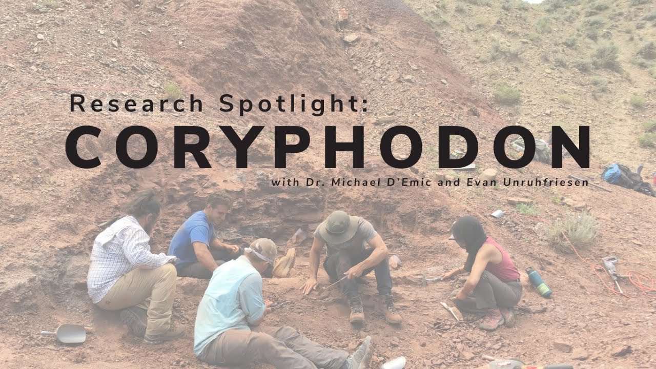 Research Spotlight: Coryphodon in the Bighorn Basin