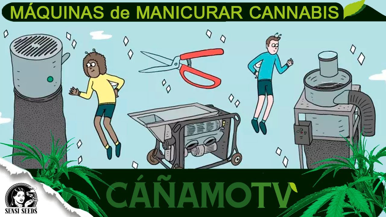 10 DATOS sobre MÁQUINAS de MANICURAR CANNABIS
