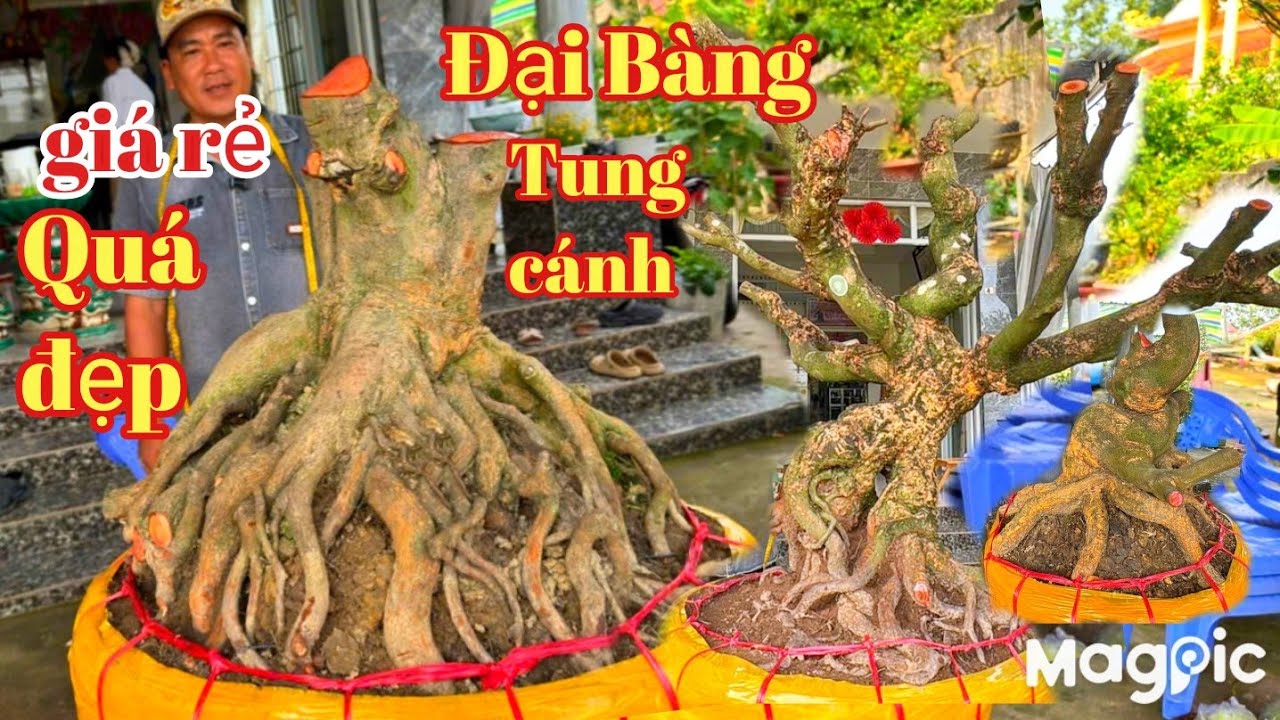A Trung 👉 Zalo 0978272557 💥 GL mai xù bonsai quái cho tác phẩm 