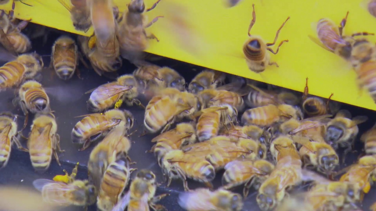 Avocado Pollination Research