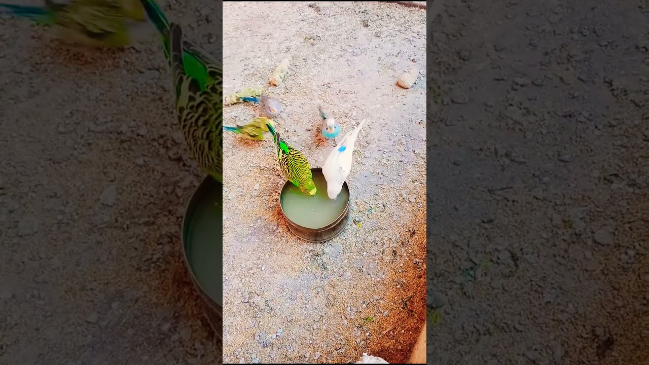 Budgies drinking vimeral syrup💥#shorts#budgies#trending 💥