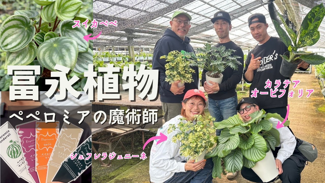 【冨永植物】《まずはコレ》気軽に簡単オシャレに飾れる観葉植物生産/スイカぺぺ/フォレット/アングラータ