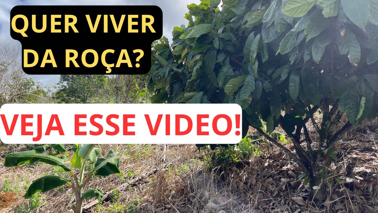 COMO VIVER DA ROÇA | COMO  GANHAR DINHEIRO DA ROÇA | DICA PARA VIVER DO CAMPO | RENDA NO CAMPO