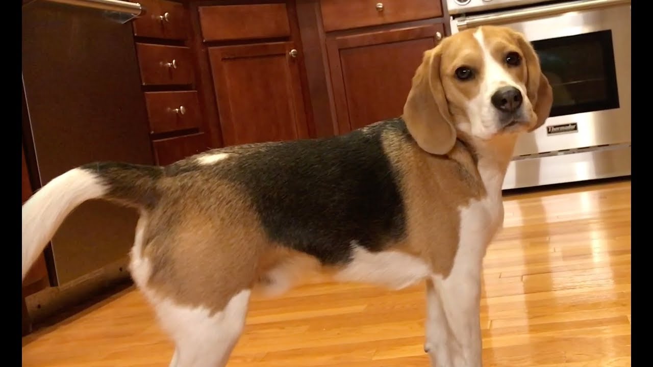 How Oliver uses his tail to communicate with us