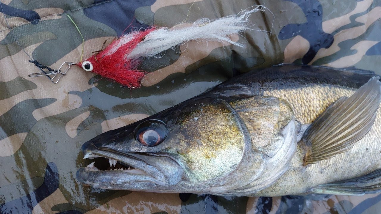 396# Snoek en snoekbaars met de streamer