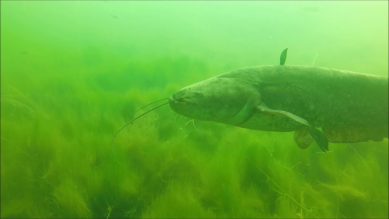 Vogelstangsee Mannheim