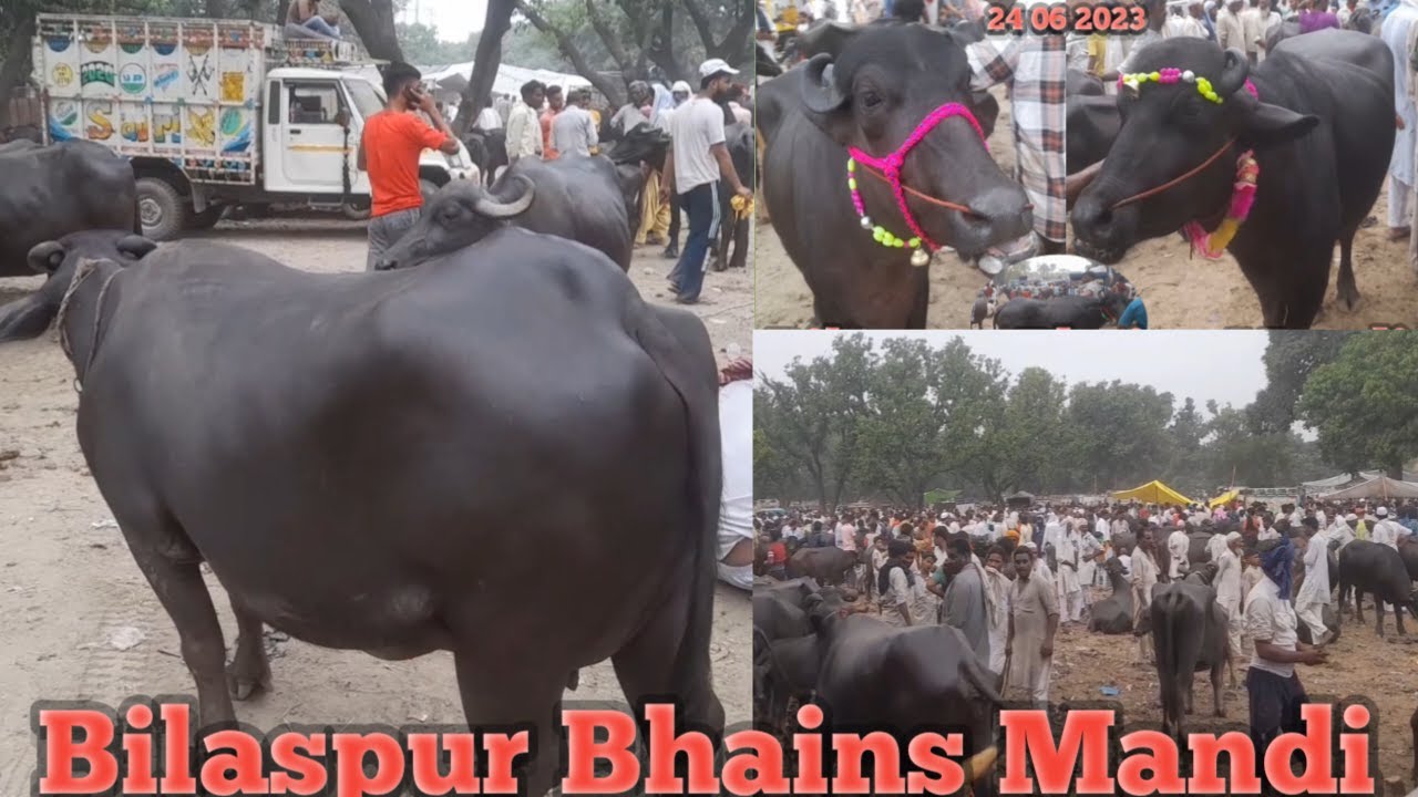 24 06 Bilaspur Bhains Mandi 2023  buffalo videos | Qurbani buffalo for sale | Eid Qurbani ke janwar