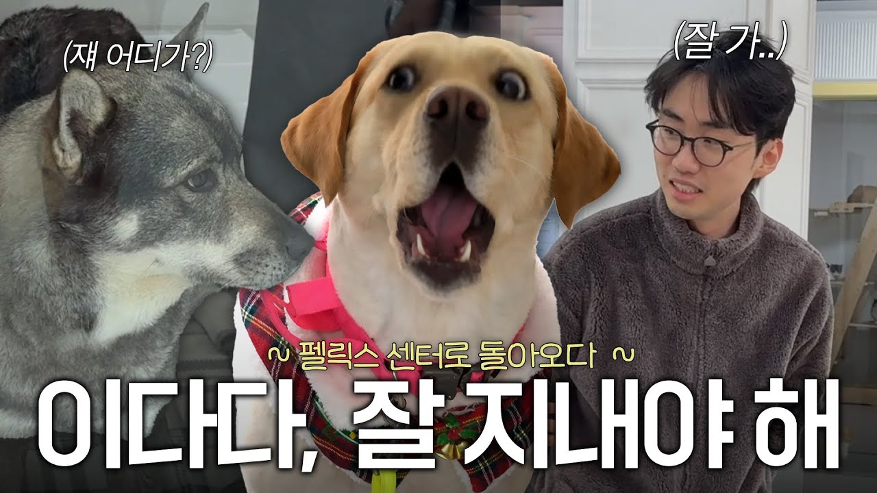 돌아온 펠릭스 그리고 다다가 훈련소에 가야한다고??