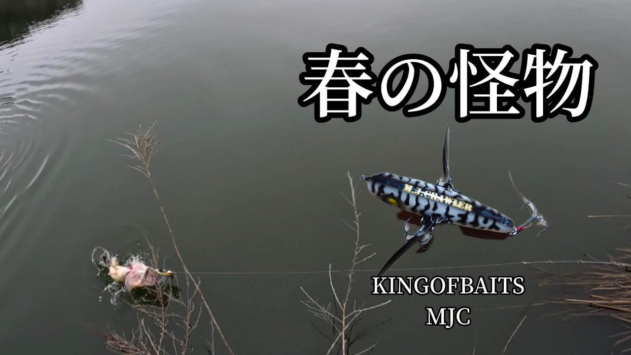 春の怪物をMJCで釣る！プリスポーン！トップウォーターフィッシング！