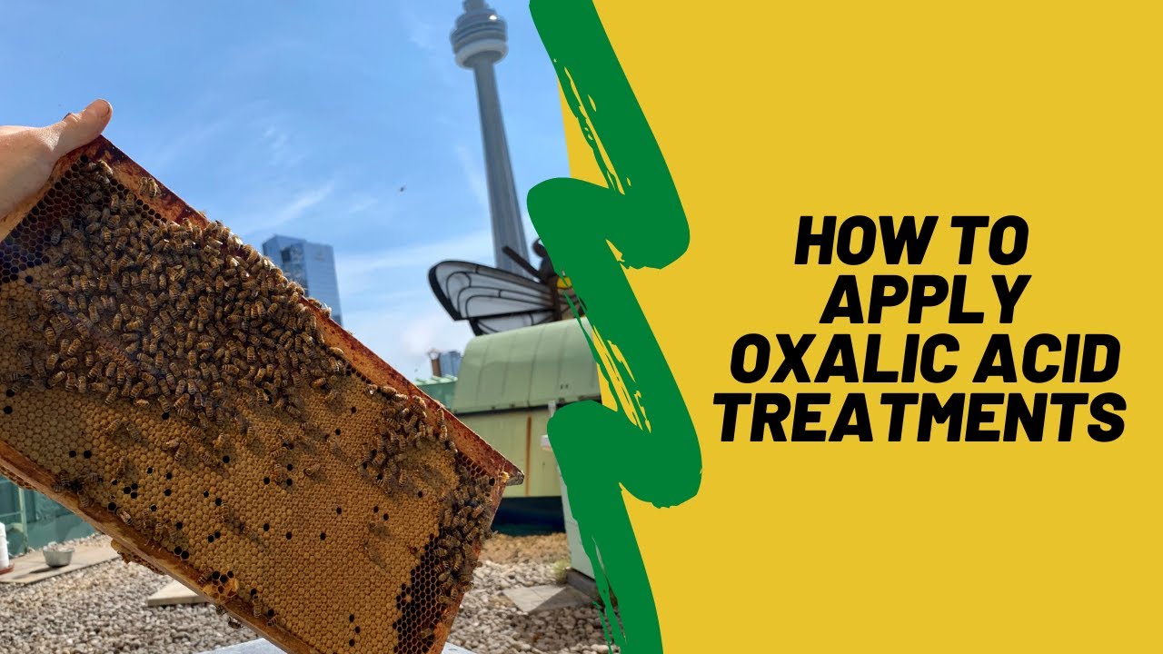 How To Apply Oxalic Acid