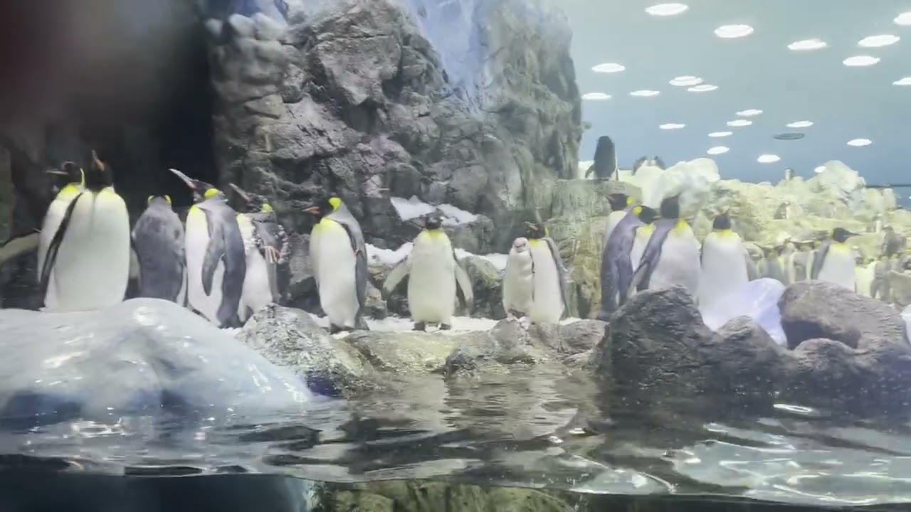 Day out at Loro Parque Penguins November 2024