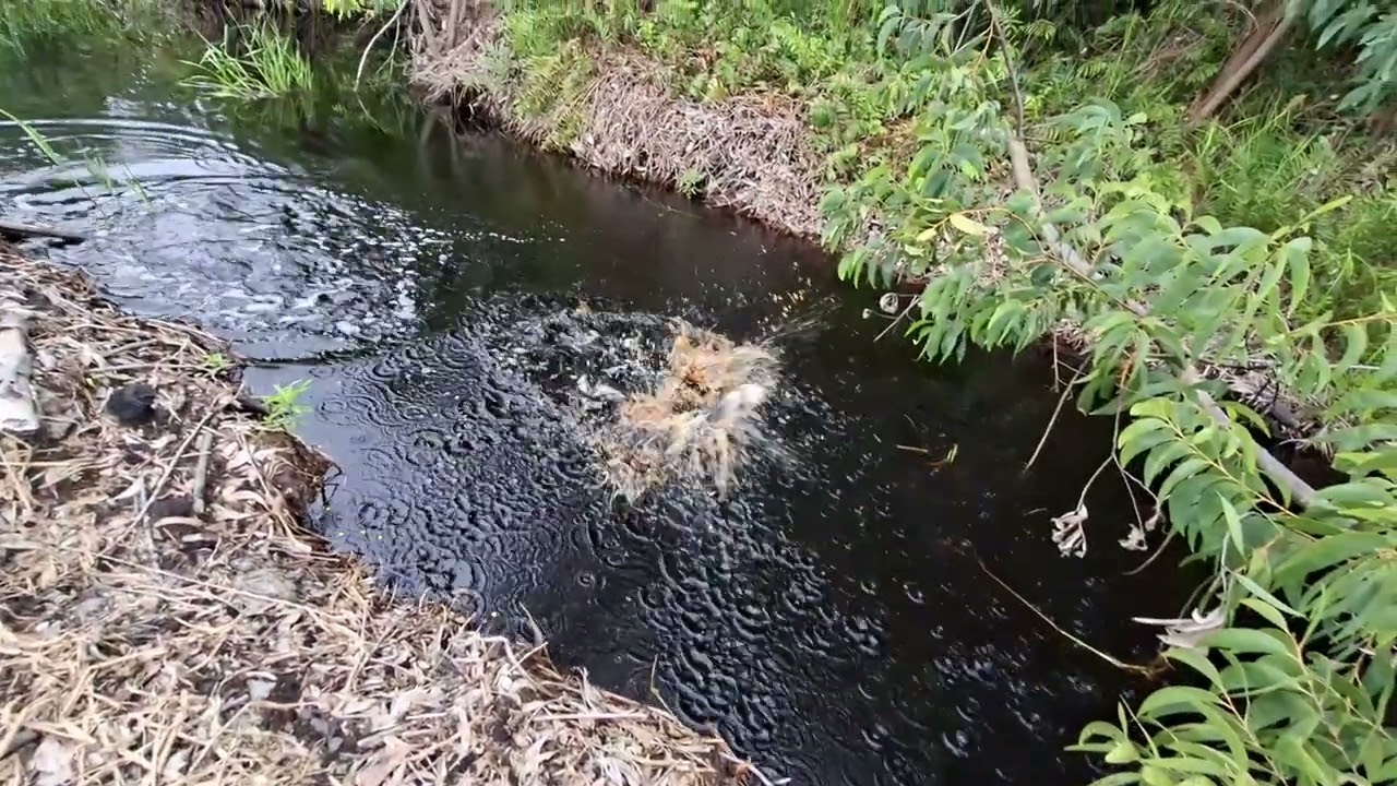 Ke Ganasan Ikan Di sepot Tidak terjamah