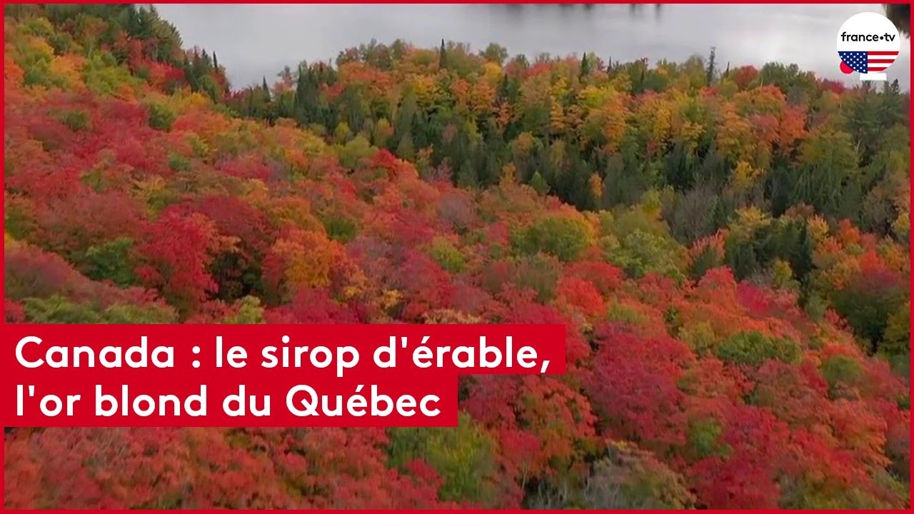 Canada : le sirop d'&eacute;rable, l'or blond du Qu&eacute;bec