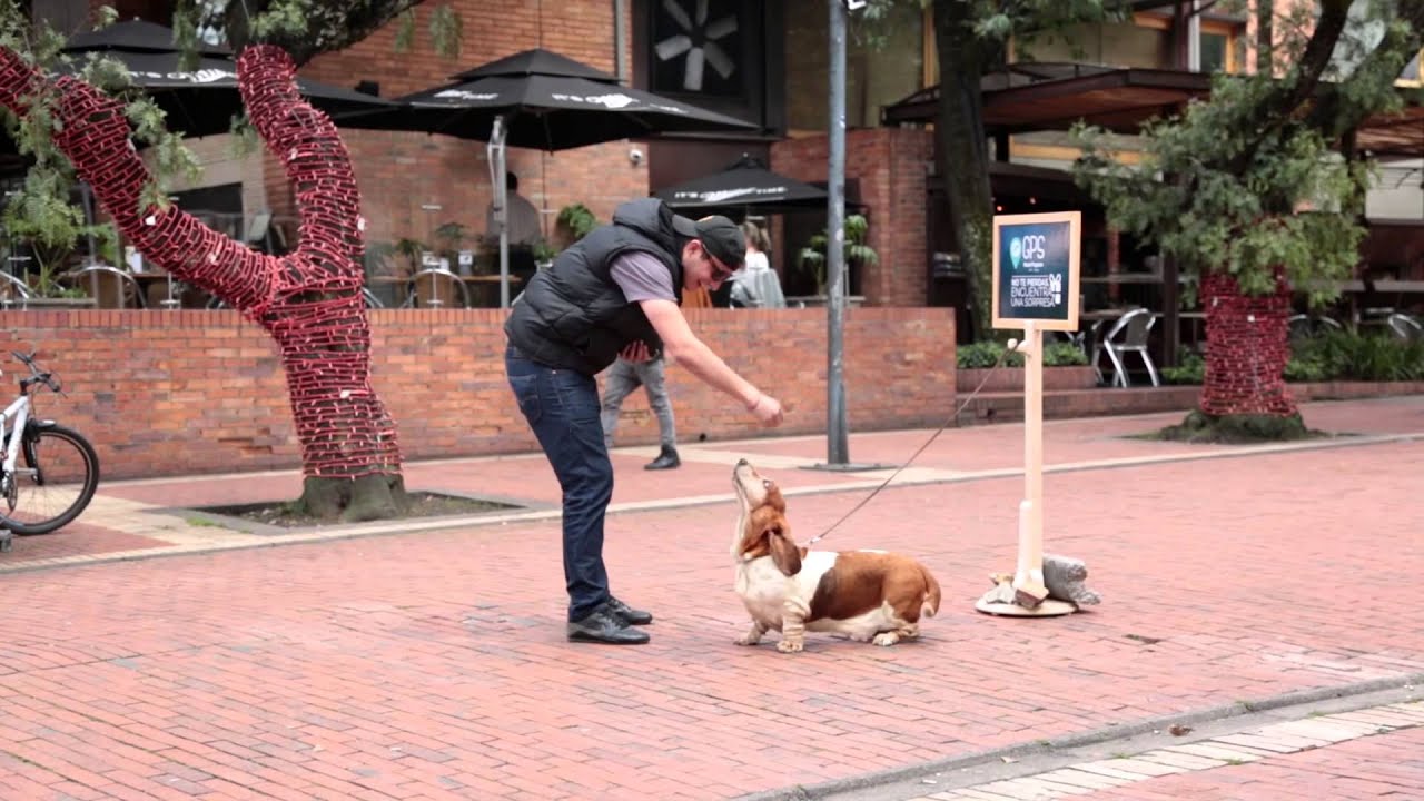 GPS Hush Puppies, el gu&iacute;a m&aacute;s tierno del mundo.
