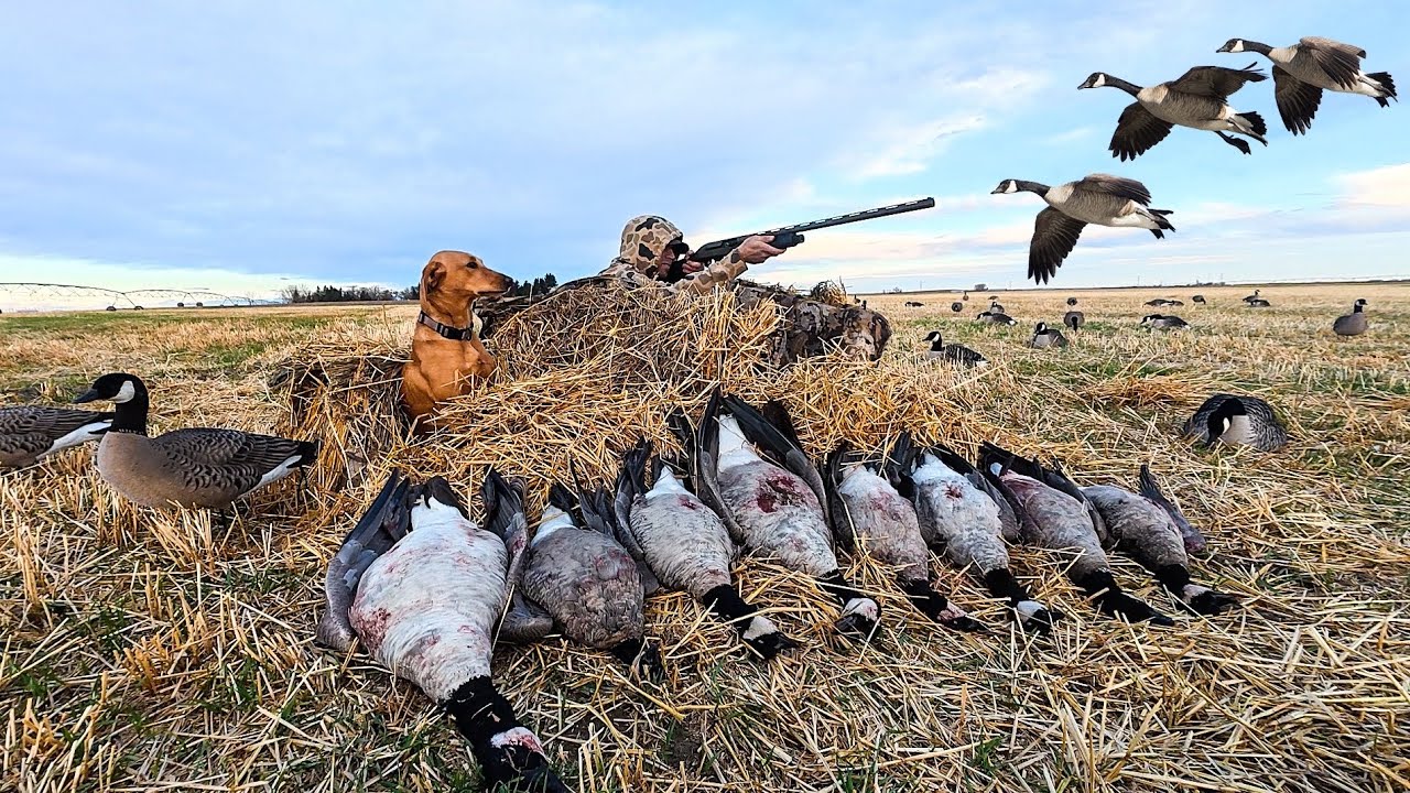 3 FLOCKS! SOLO LIMIT IN 15 MINUTES!