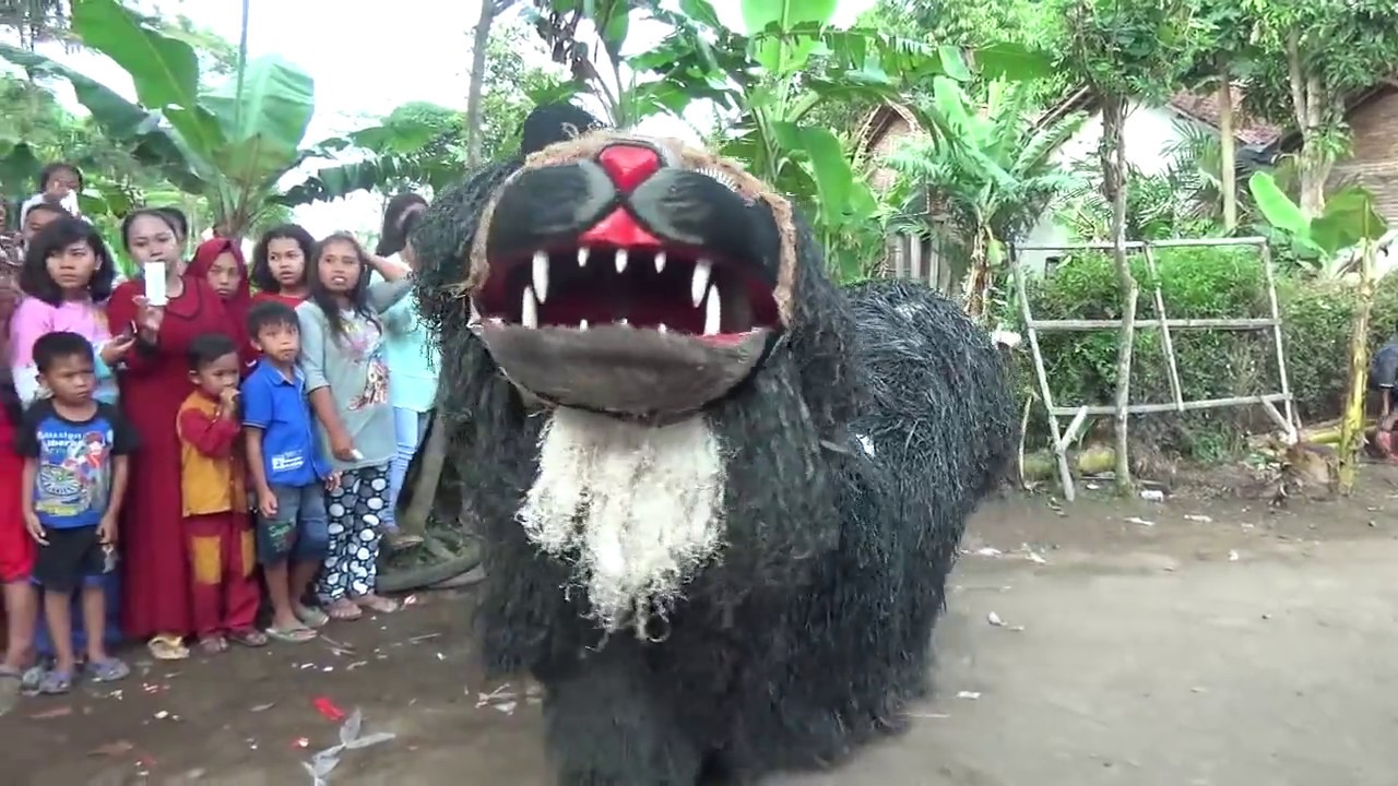 Macan Garong Hitam Kesurupan Siluman Kingkong | Can macanan dan Drumband Maong Remas
