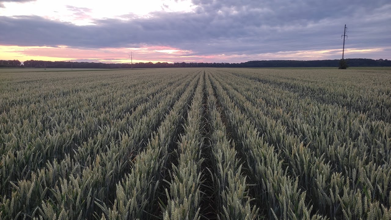 Пшениця 35 міжряддя 🌾👍🇺🇦