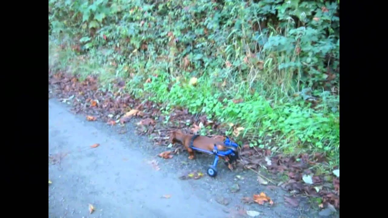 Paralyzed Dachshund (My Broken Wiener)