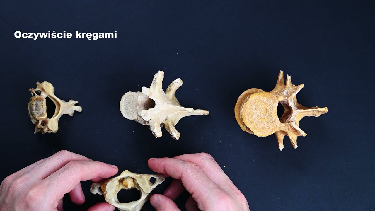 Osteologia - kręgi, żebra, mostek