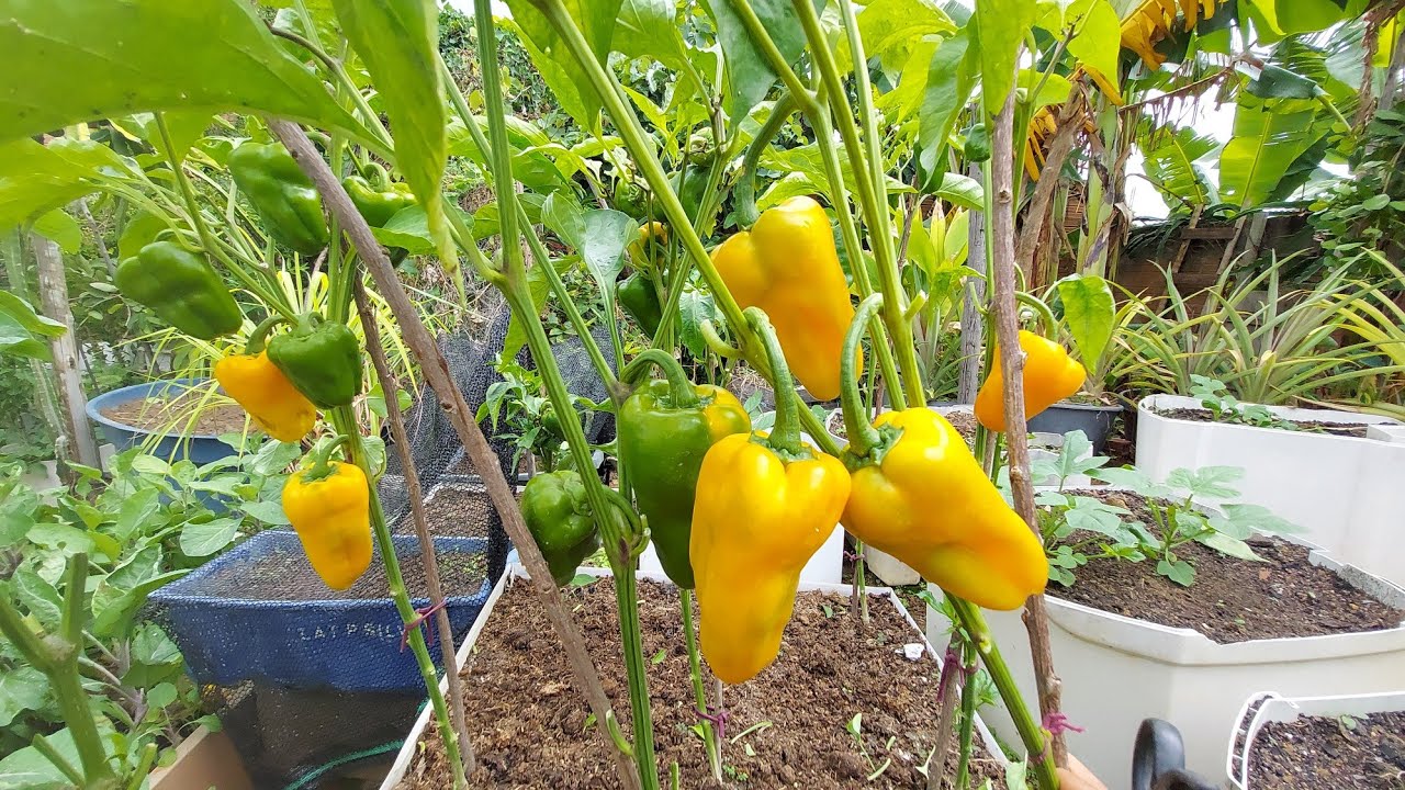 Como podar seus pés de pimentão, vai produzir muito