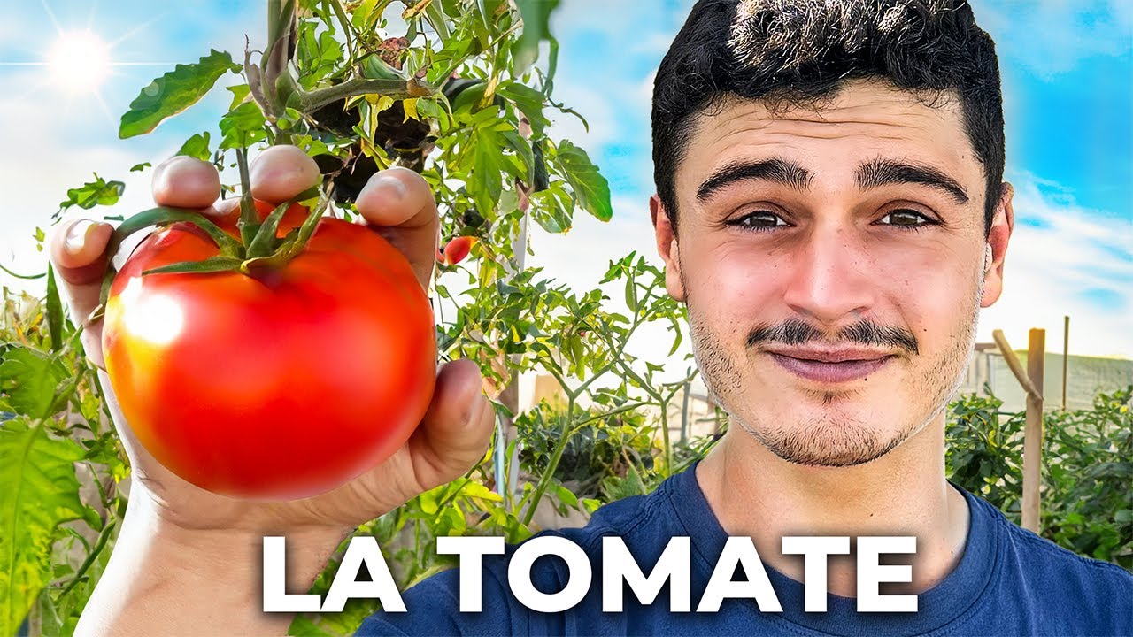 SEMIS DE TOMATES : Réussir à tous les coups !