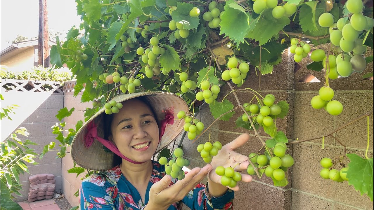Xoài Manila Trái Trĩu Quả, Nho Đen, Xapôchê 9 Cây, Thu Hoạch Mê Mệt