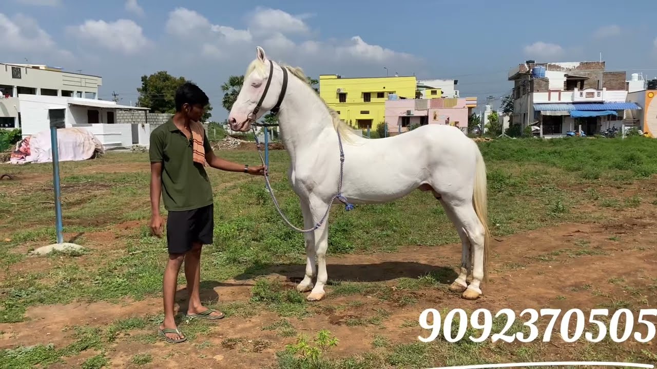 2 male 1 female Marwari 🤩 horse for sale |komara palayam bhavani|