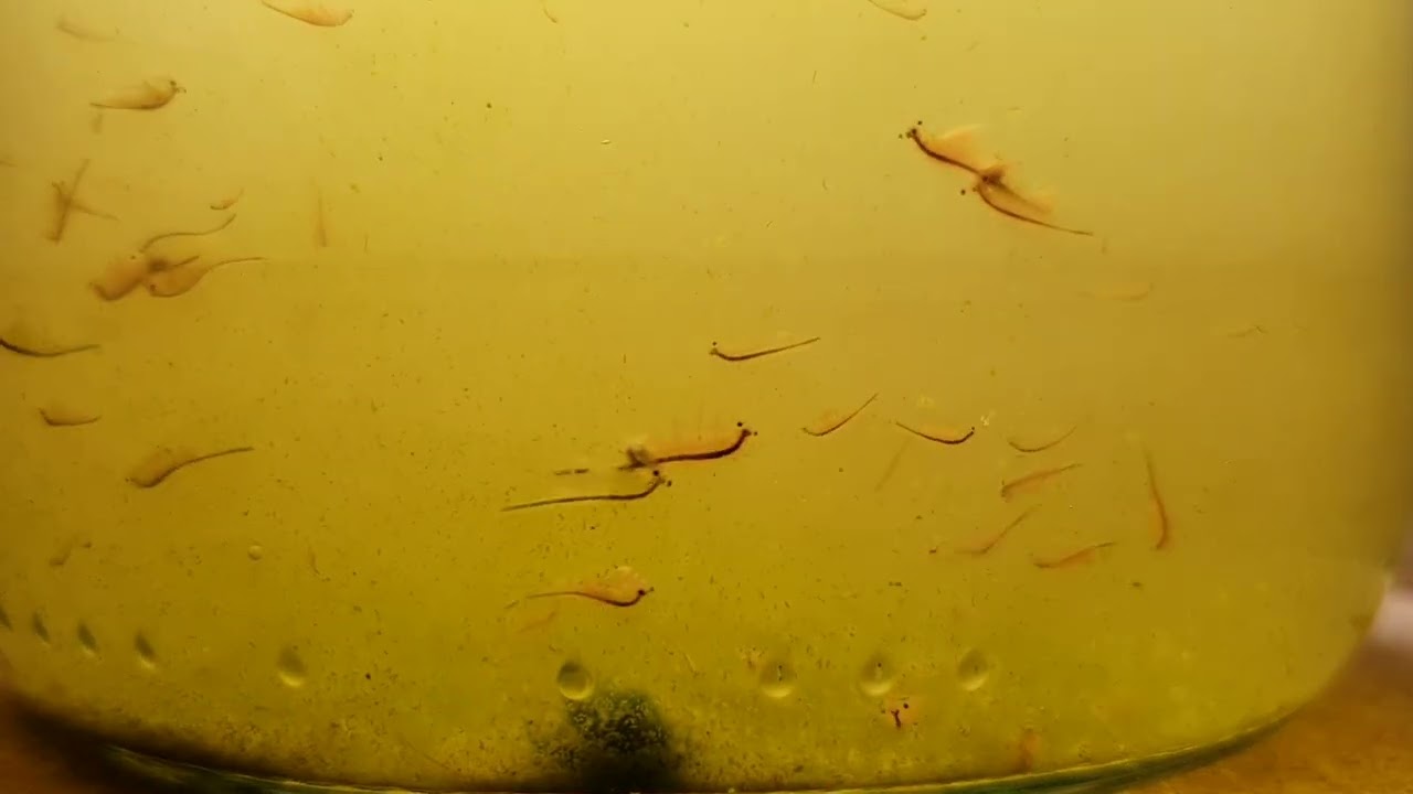 Test Spezial-Artemia-Salz der Firma Hobby Aquaristik - Teil 2.