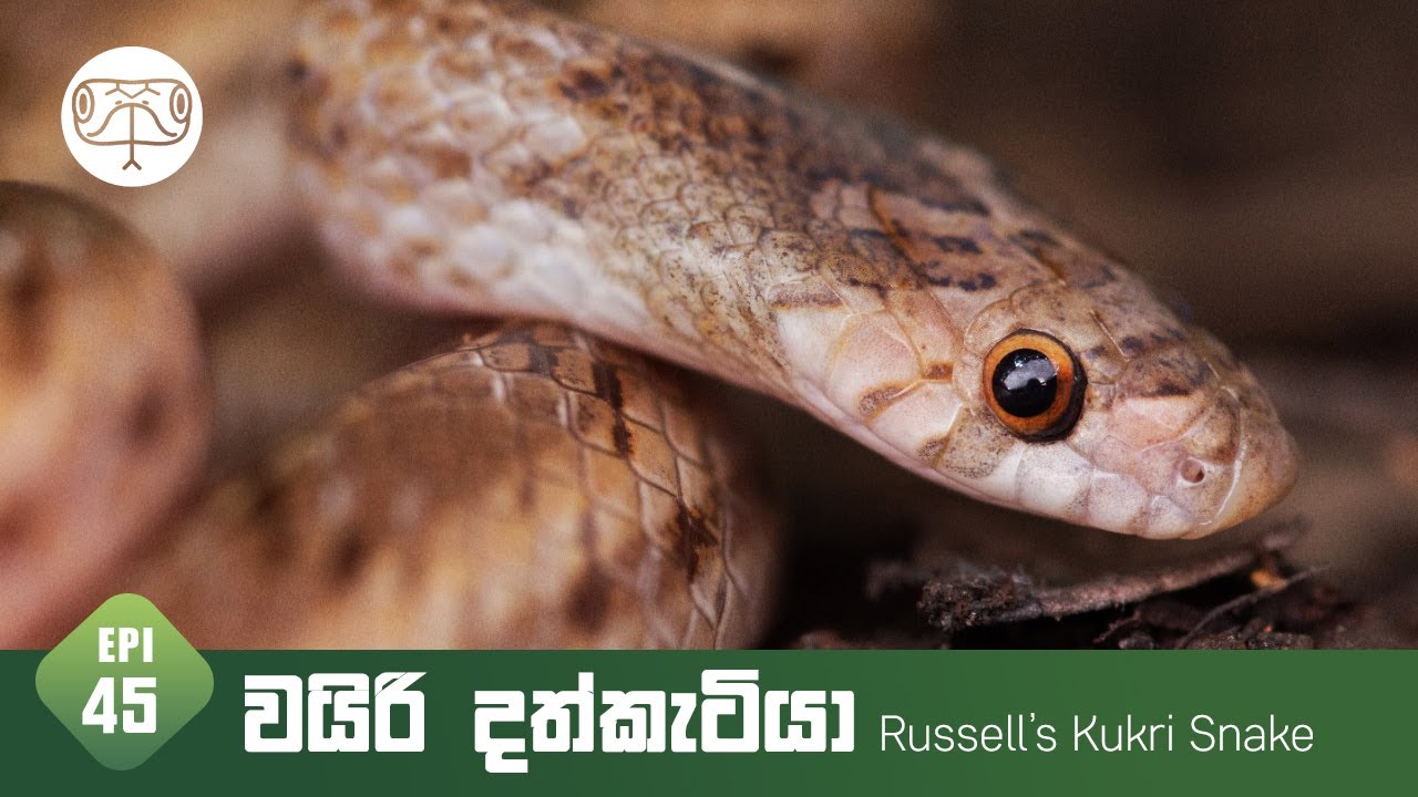 Wairi Dathkatiya | වයිරි දත්කැටියා | Russell's Kukri Snake - Episode 45
