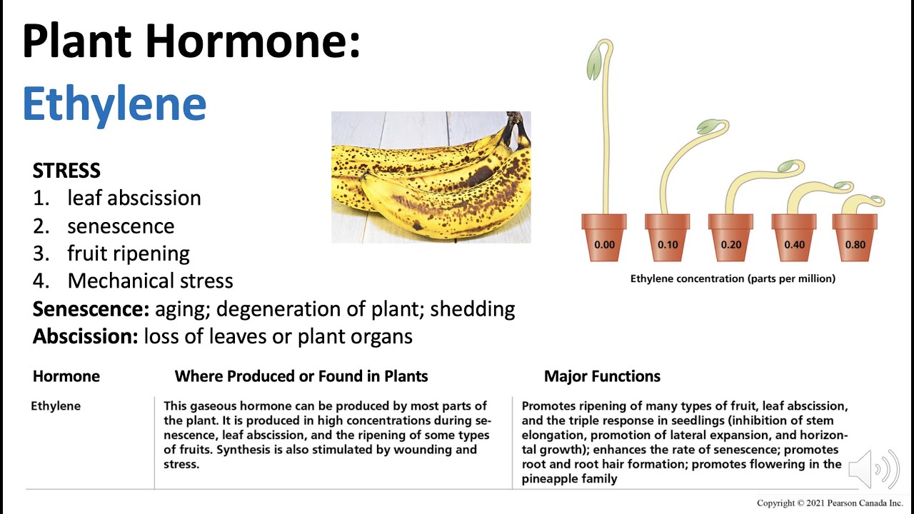 Plant Hormones: Ethylene | Biology