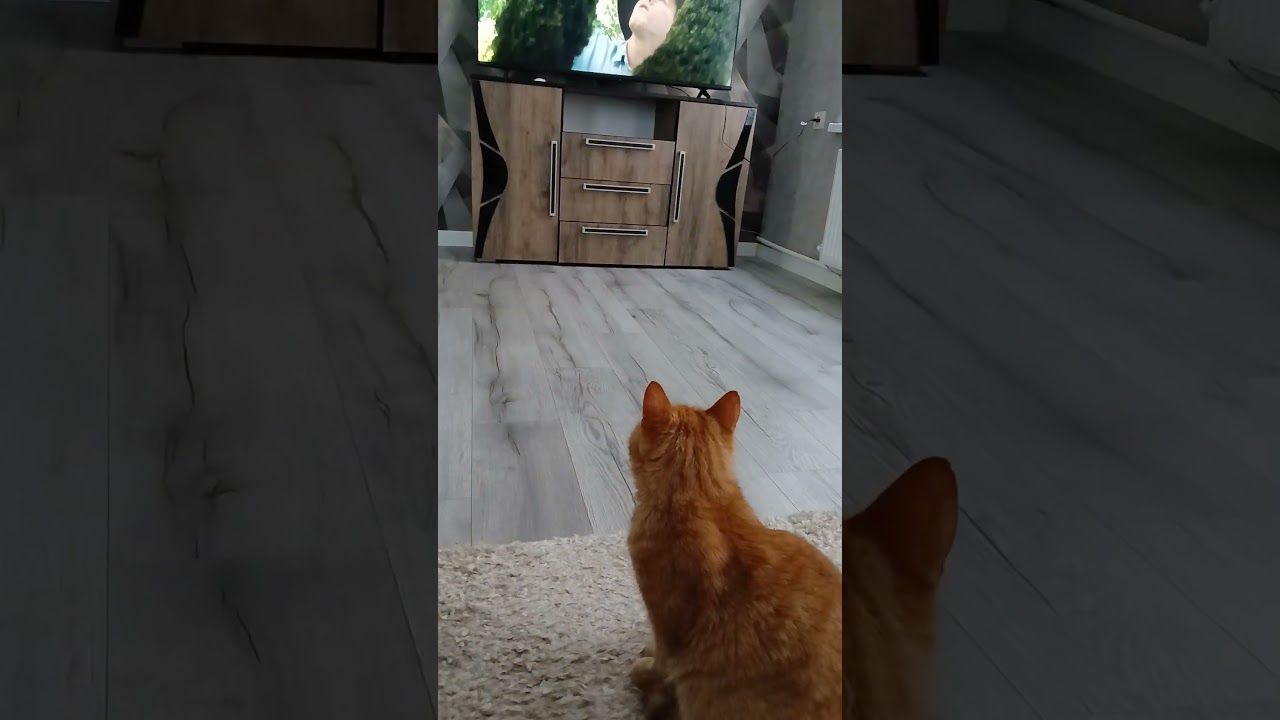 ЗАСЕРИалили😾🖥 Подпишись!