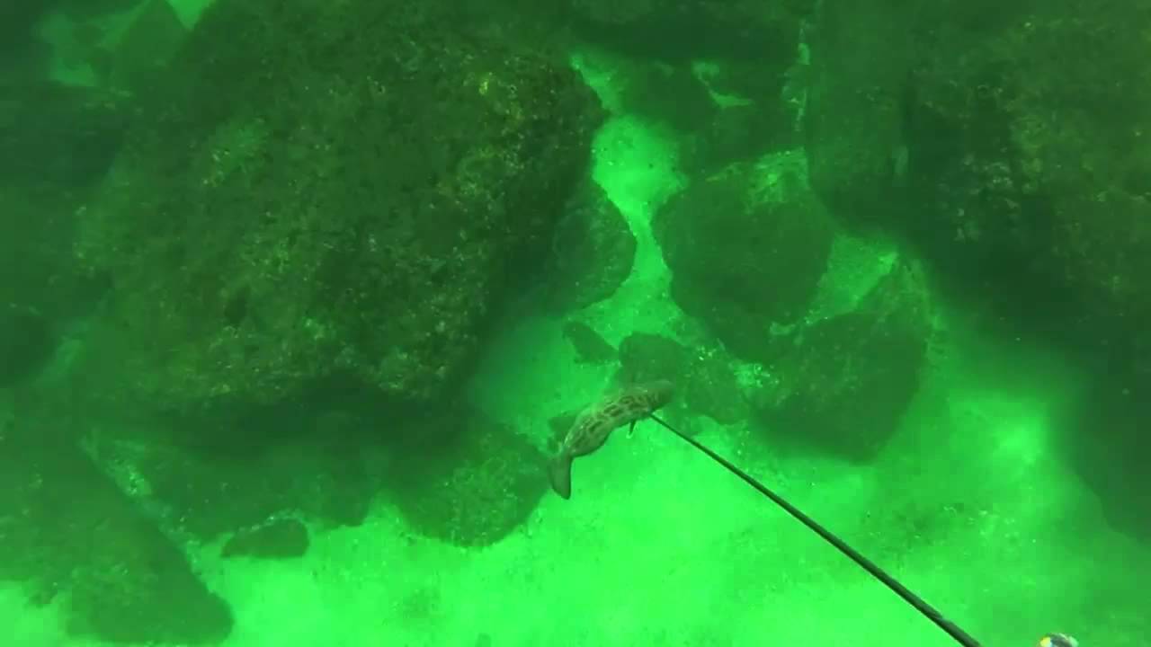 Spearfishing trinidad. ...salt life